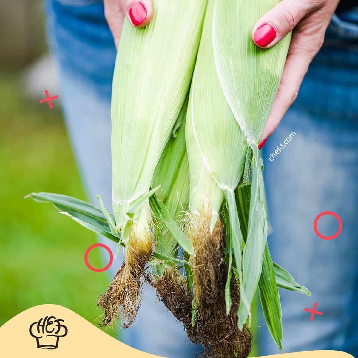 Image of ears of corn with husk.