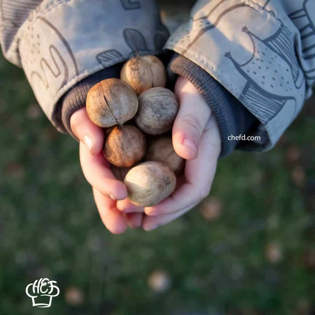 Image with hickory nuts.