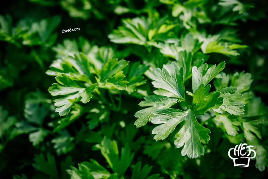 Chervil branches used as an alternative to coriander leaves