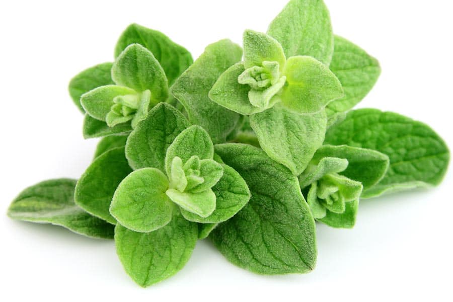 Oregano - One of the substitutes for thyme