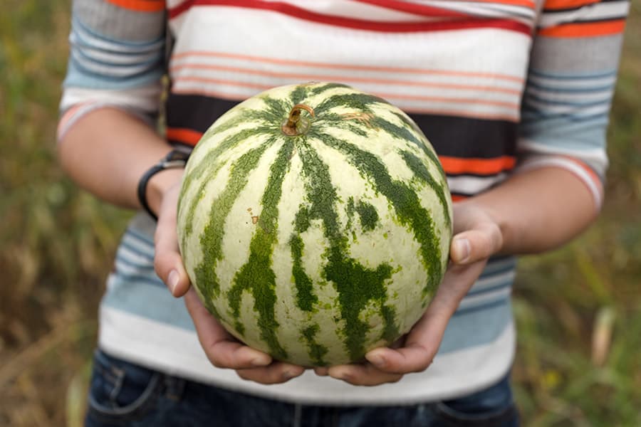nutrition information of a watermelon