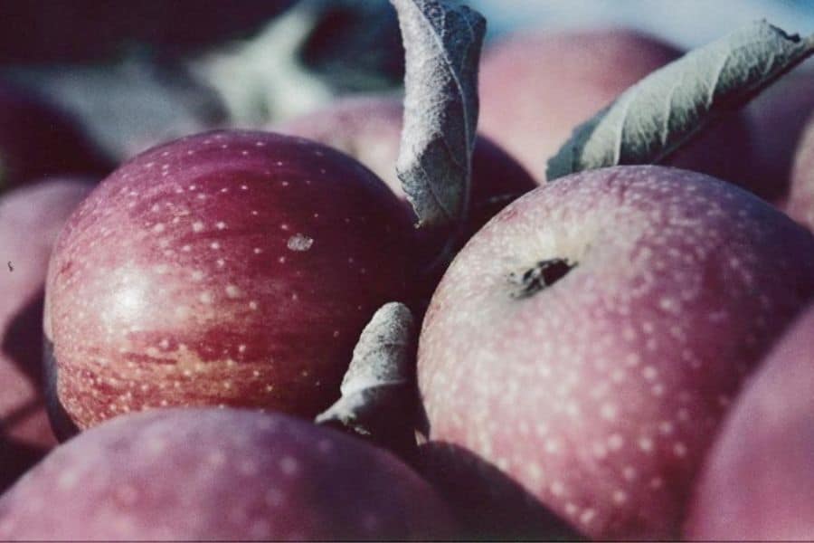 Winesap apples - one of the best apples for apple pie