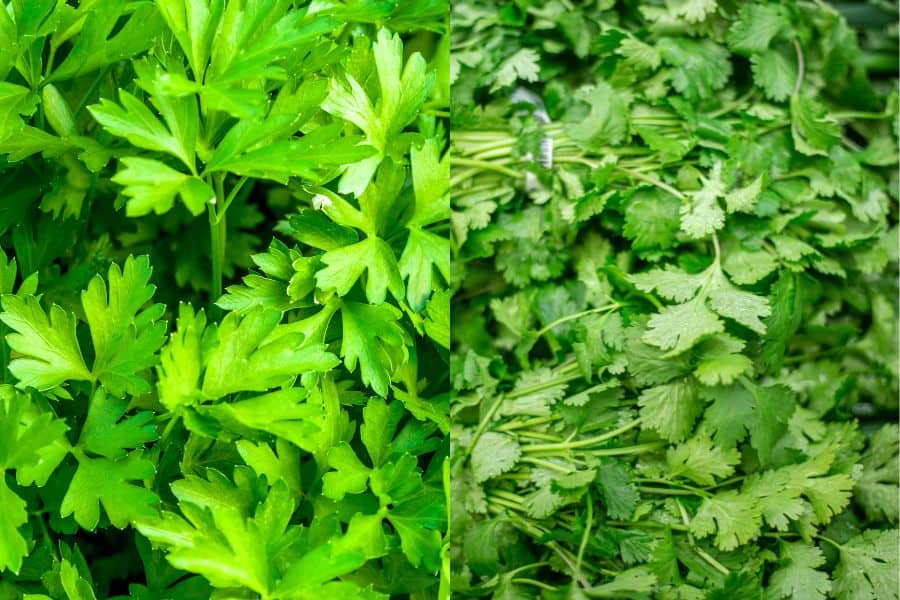 parsley vs cilantro: Differences