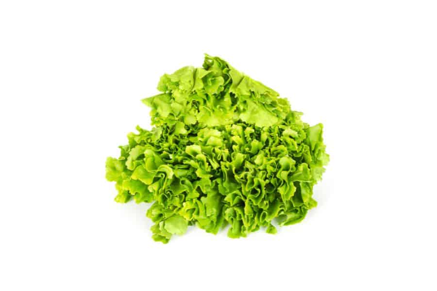 Escarole-types of lettuce