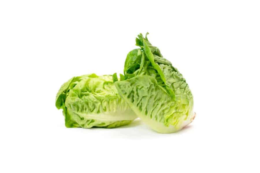 little gem lettuce- types of lettuce 