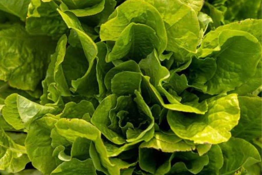 Little Caesar Lettuce- types of lettuce