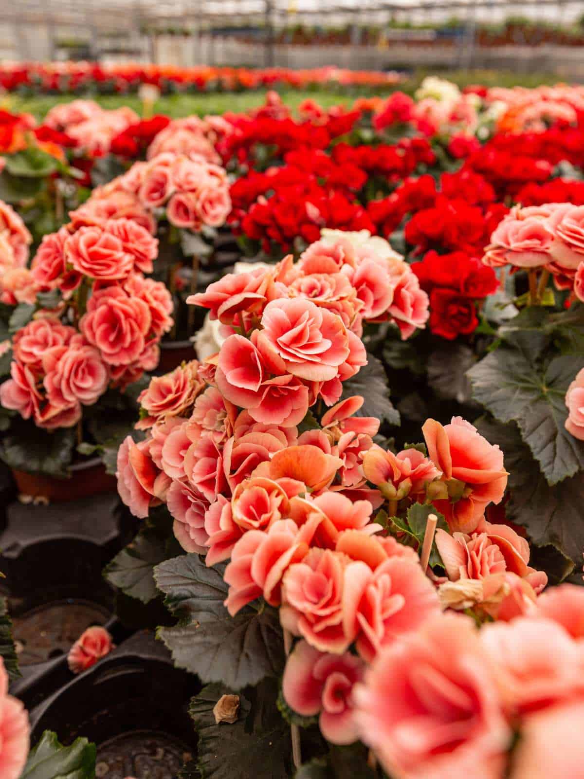 angel wing begonia care guide