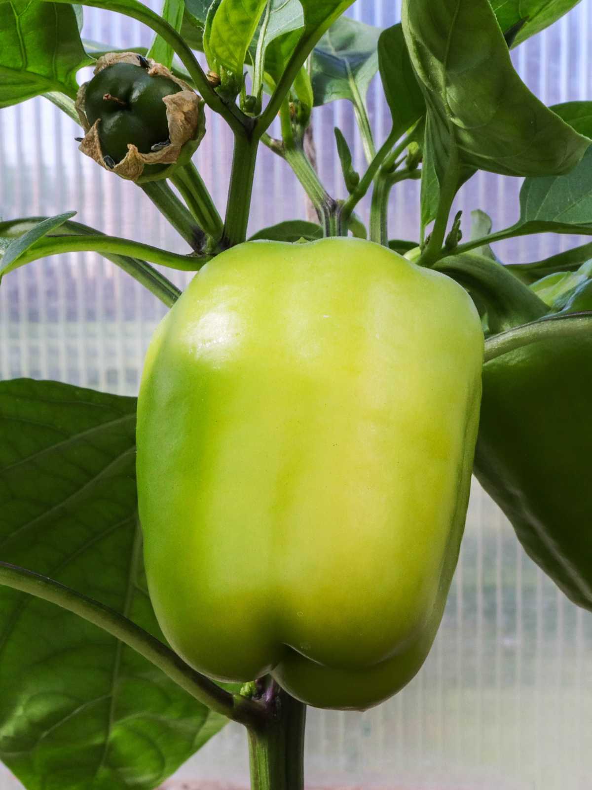 how to grow bell peppers in the garden