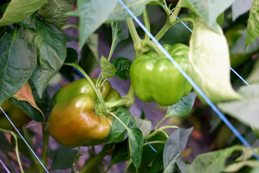 how to grow bell peppers in the garden