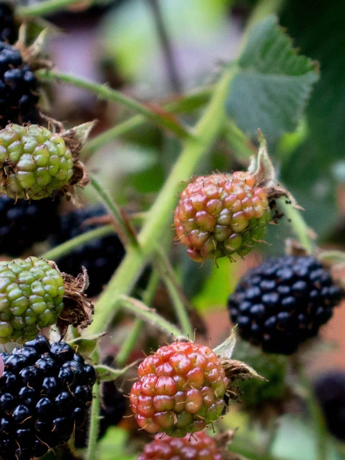 How to Plant and Grow Blackberry Bushes