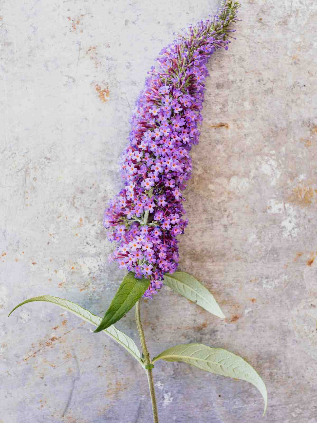 How To Care For A Butterfly Bush: A Guide