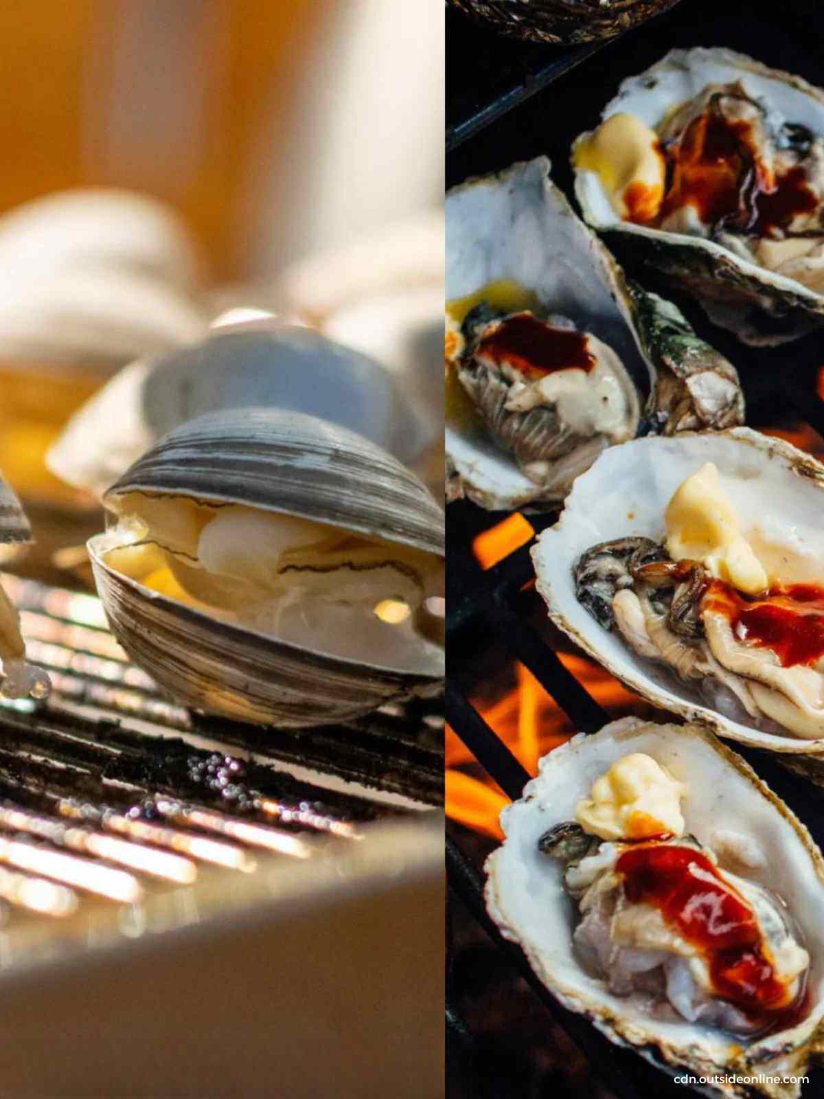 clams vs. oysters - key differences