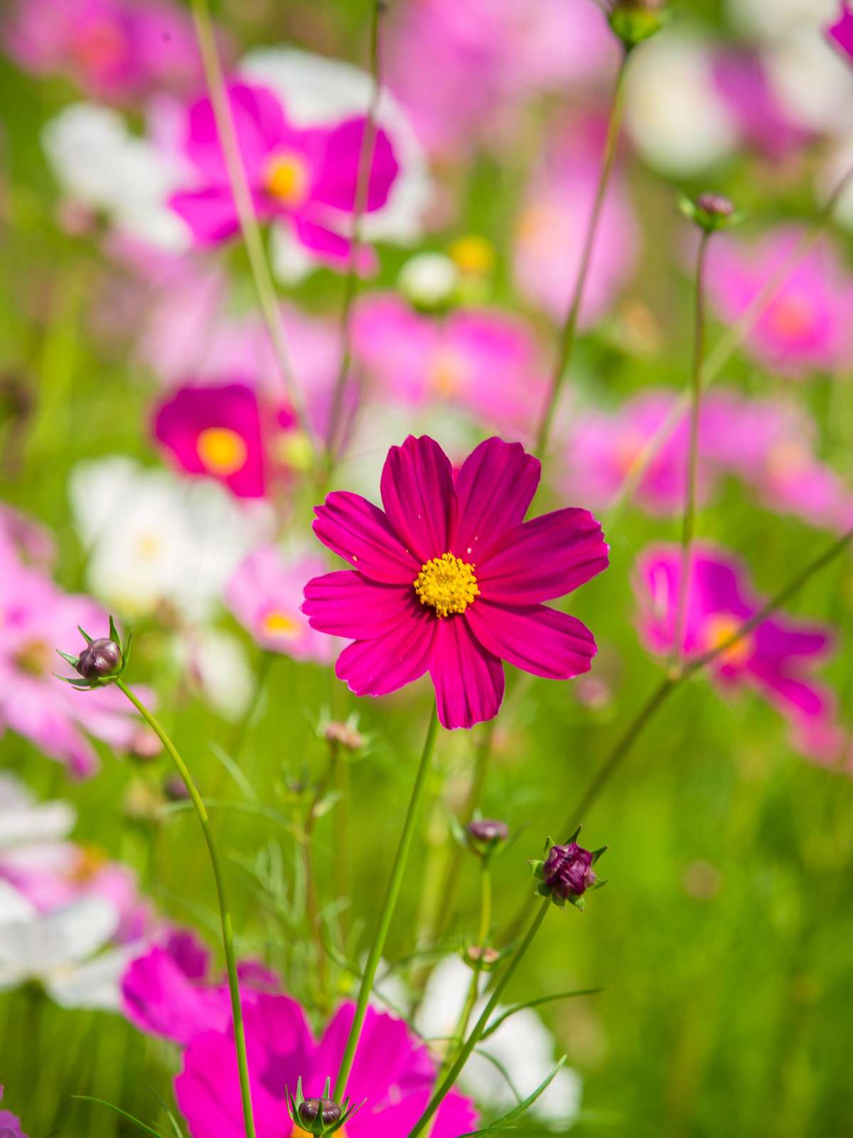 guide on cosmos how to plant
