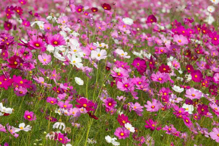 cosmos how to plant - ultimate guide