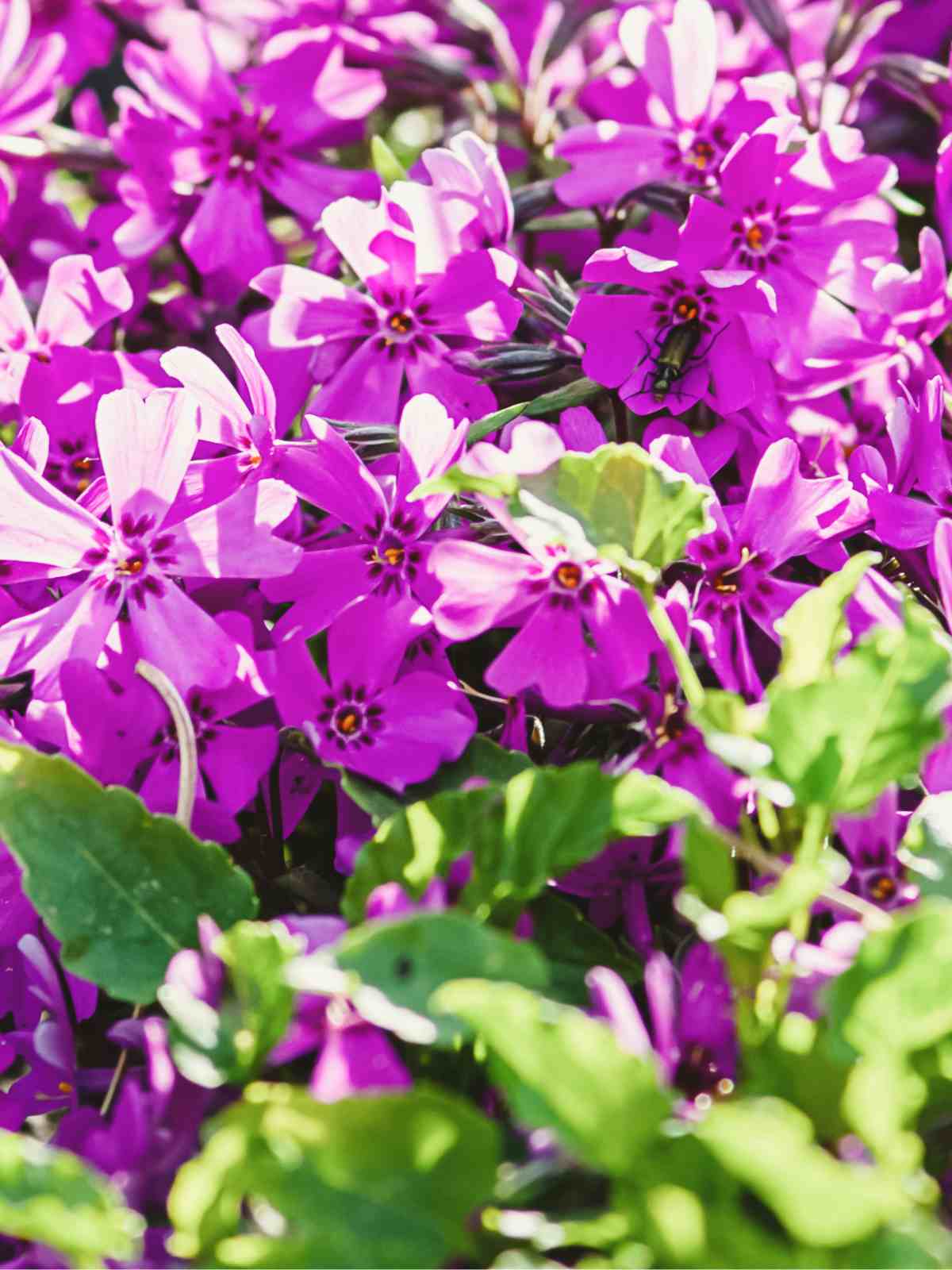 How to Grow and Care for Creeping Phlox Correctly