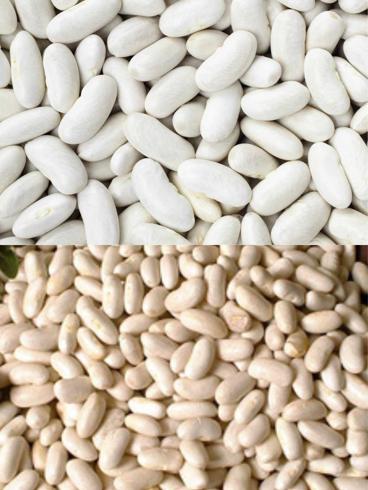 Difference Between Cannellini and Great Northern Beans