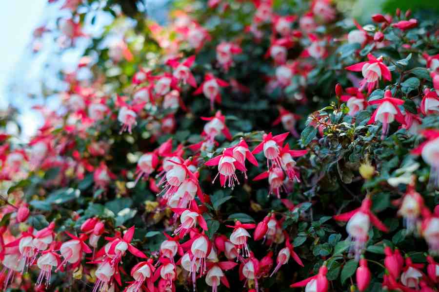 flowering fuchsia plant care guide 