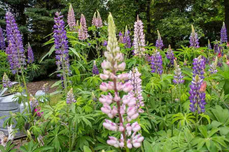 how to grow foxgloves plants from seeds