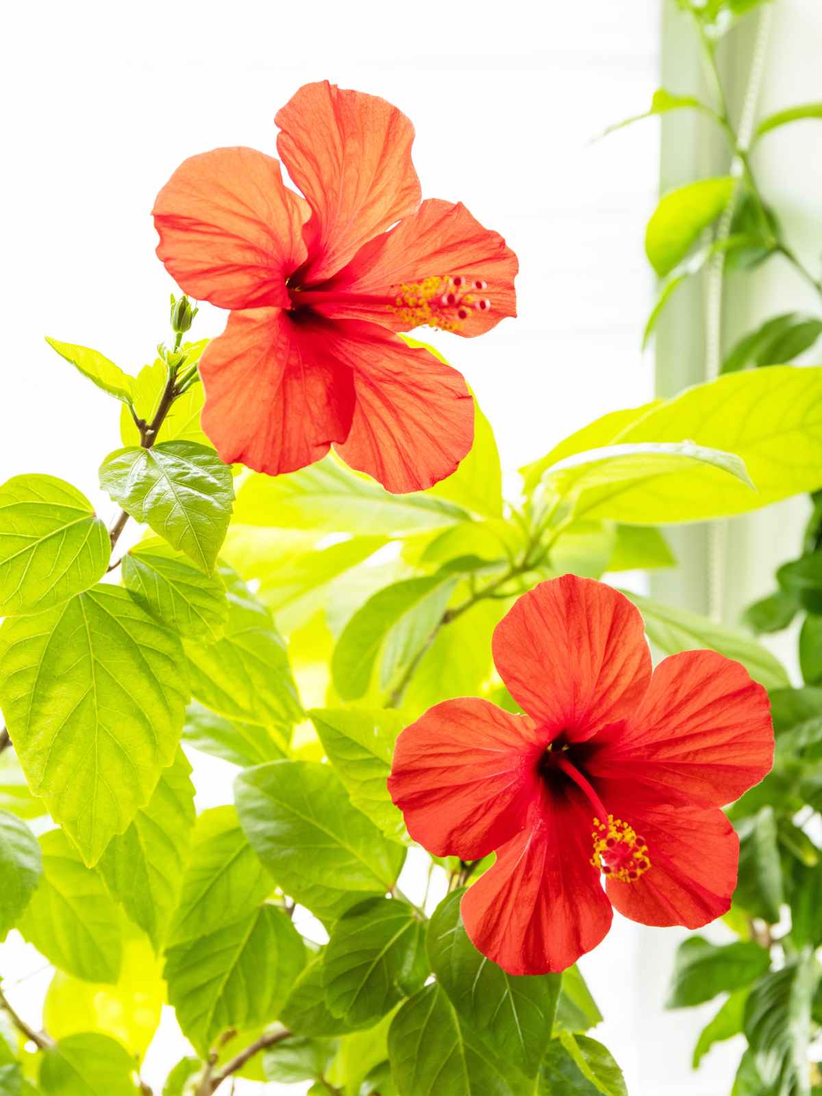 guide on hibiscus plants care