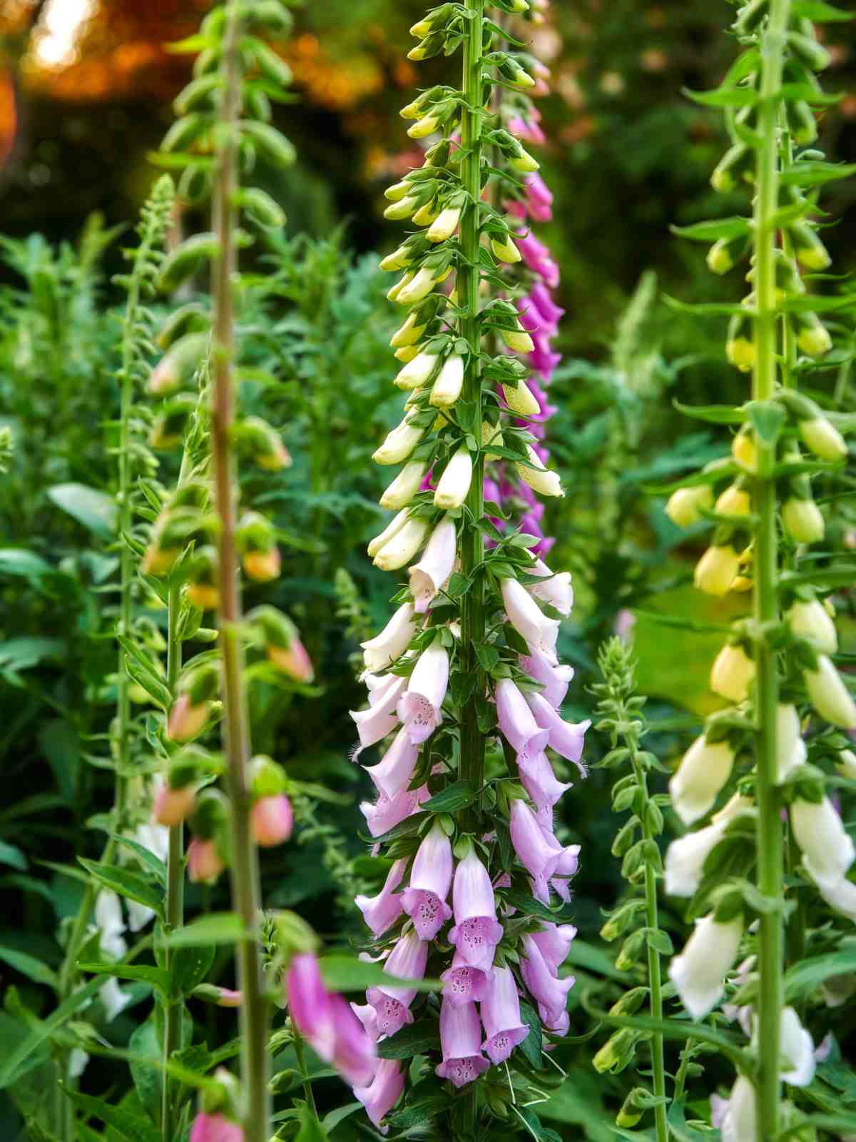 how to grow foxgloves plant - a guide