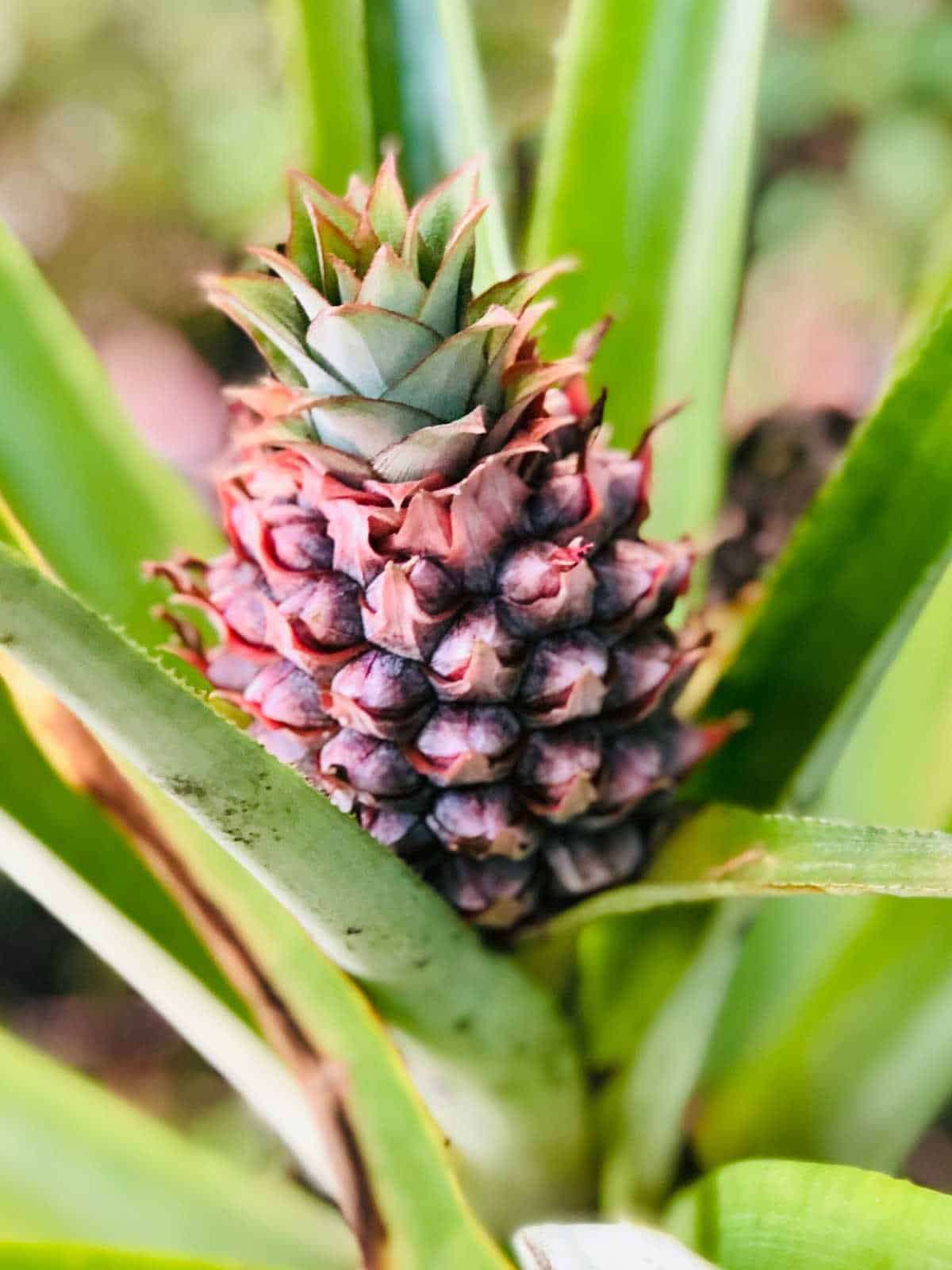 How to Grow and Care for Pineapple Plants Indoors