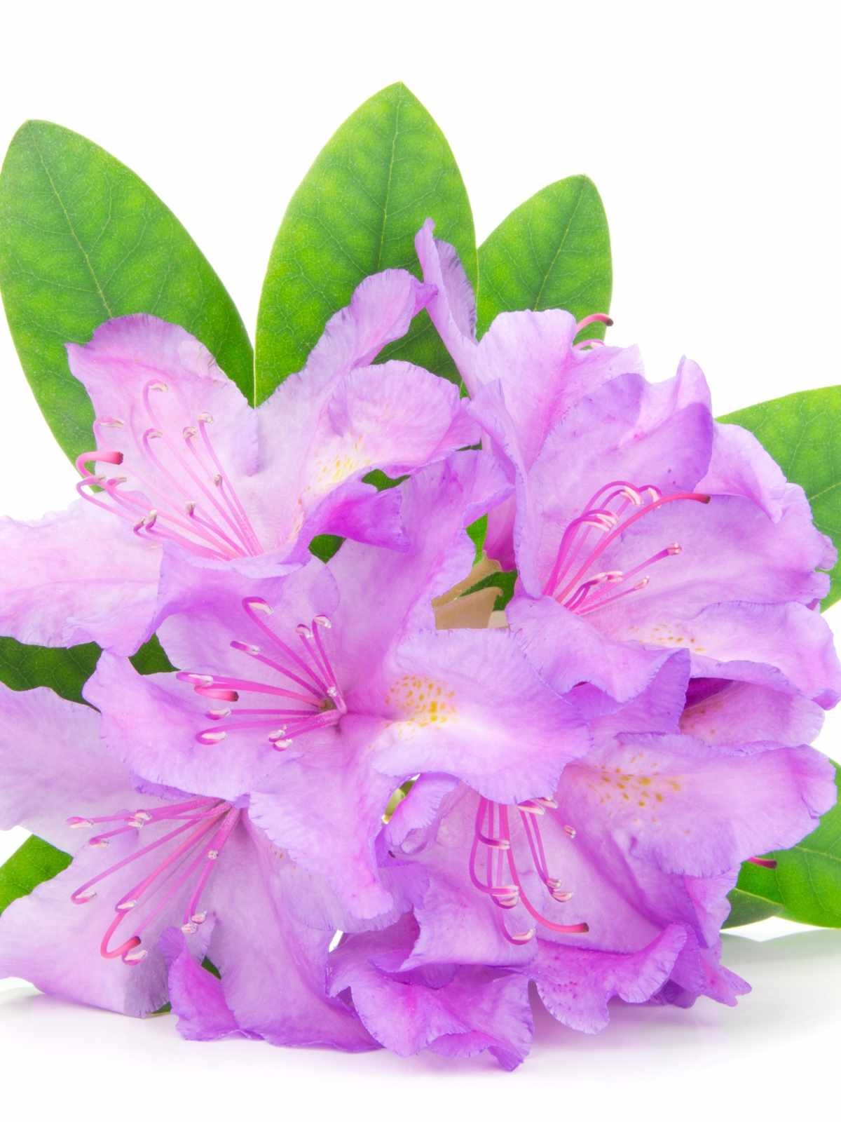 tips and tricks on caring for rhododendron