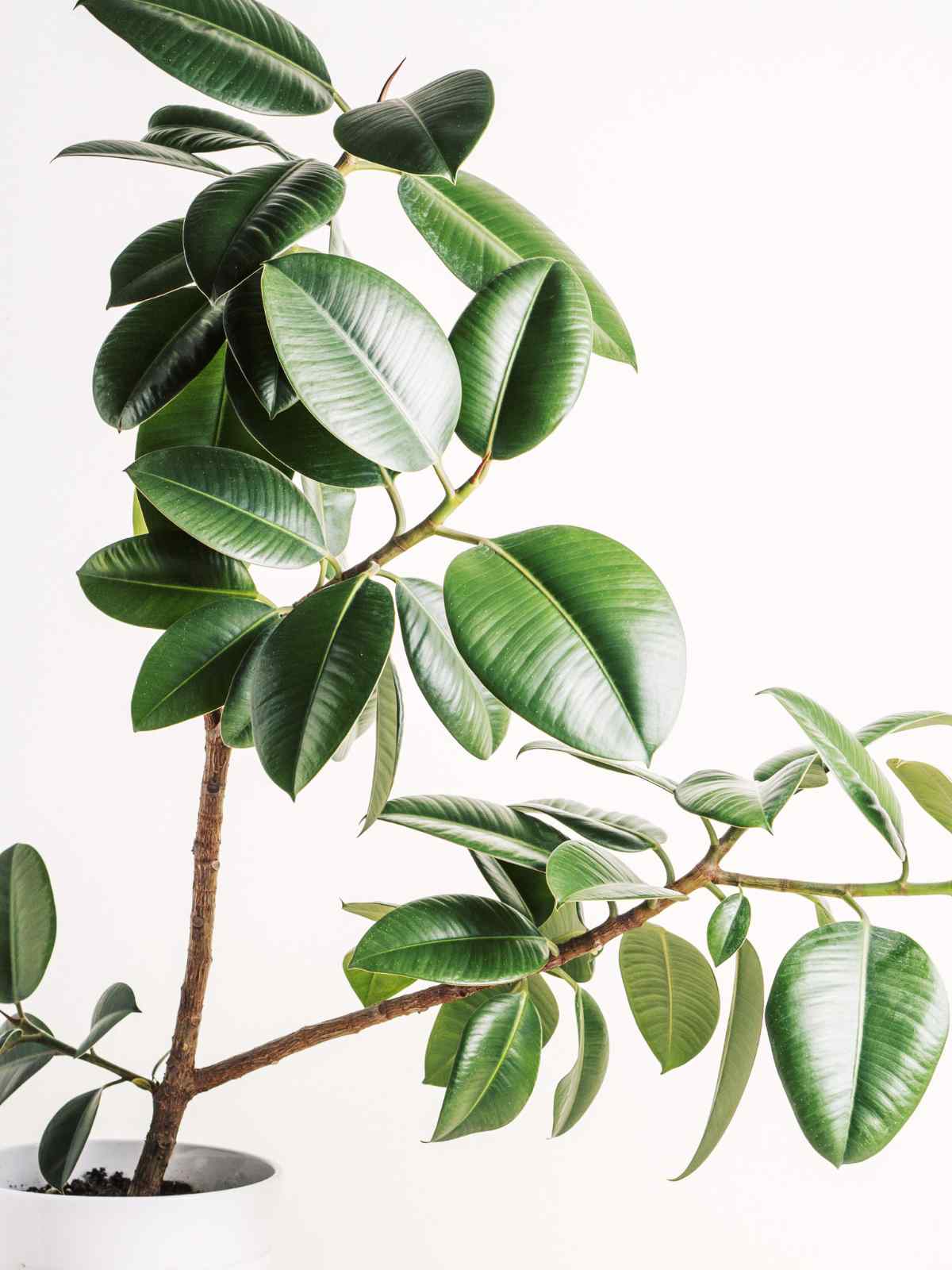 how to grow and care for rubber tree plants