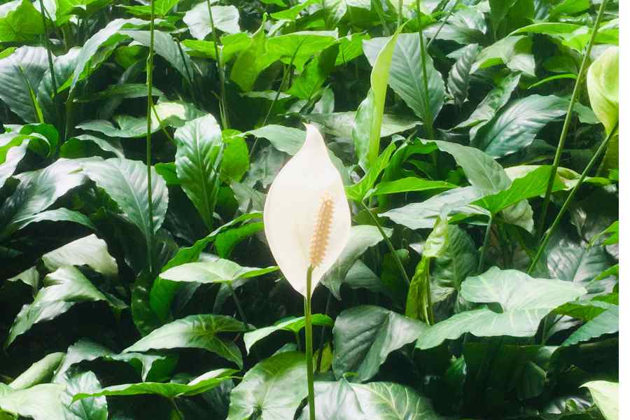 peace lily care indoors to avoid pests