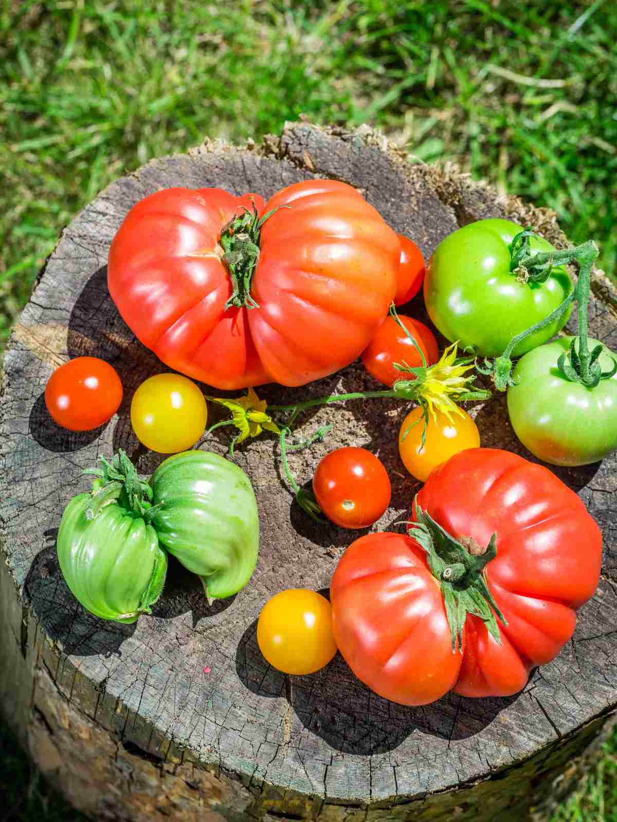 guide on how to plant tomatoes
