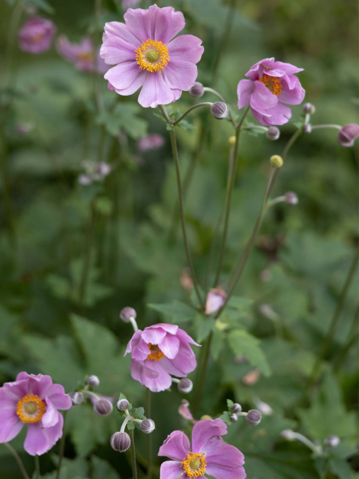 How to Care for Anemone Plant: A Guide