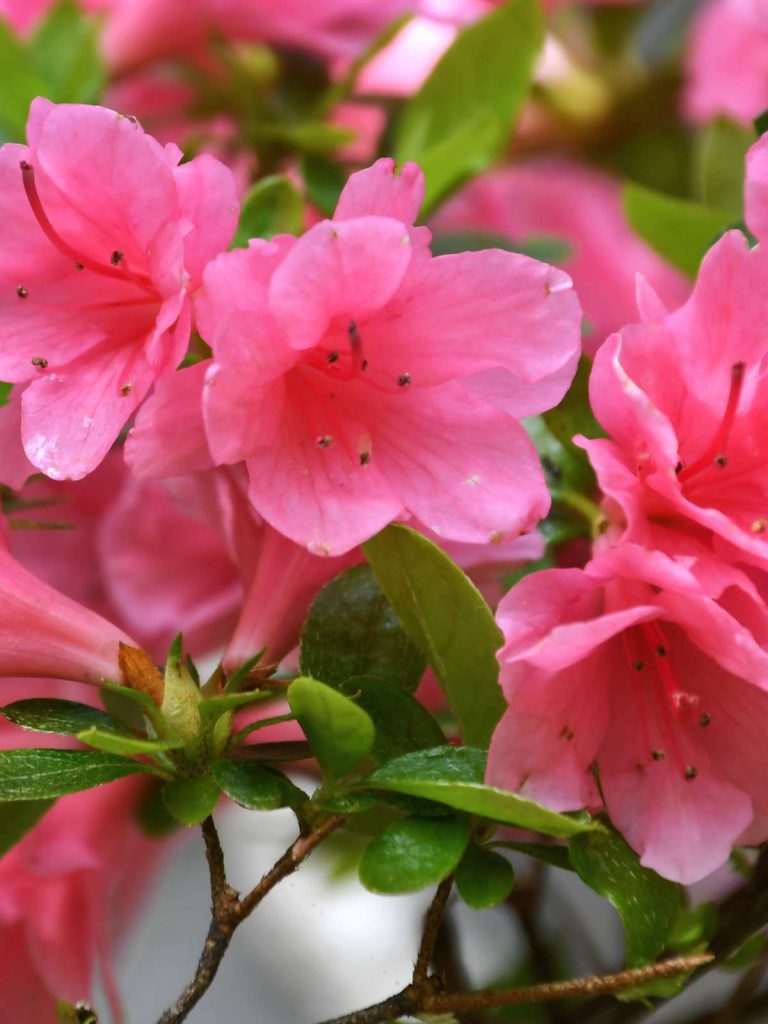 When And How To Prune Azalea Bushes