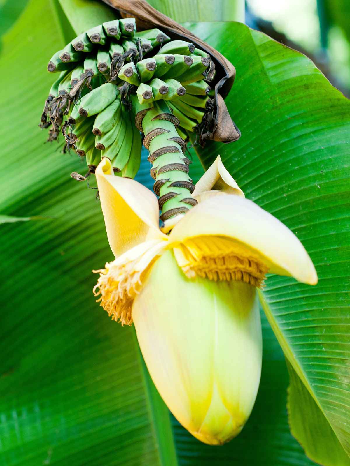 What Are Banana Blossoms
