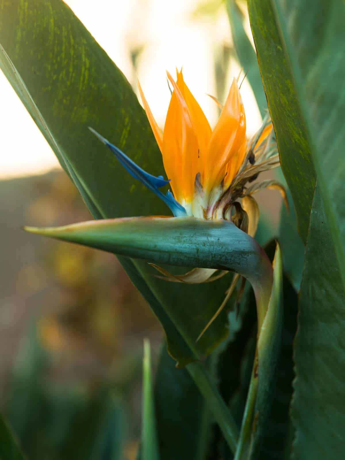 How to Grow and Care for Bird of Paradise