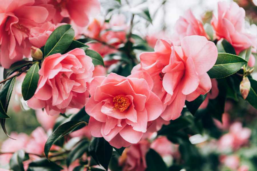 How to Grow and Care for Camellia: A Guide