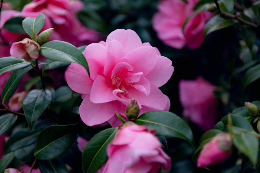 How to Grow and Care for Camellia: A Guide