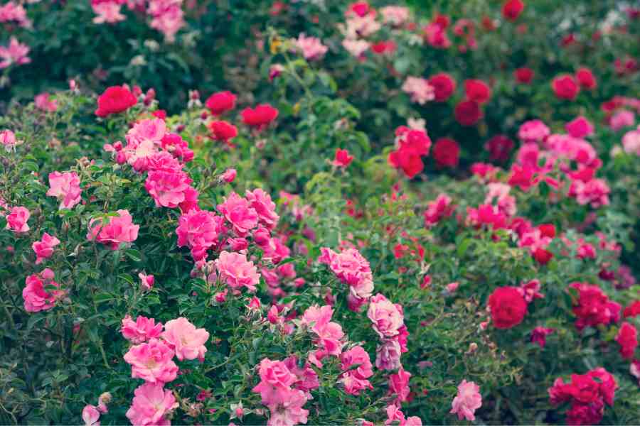 How to Grow and Care for Roses: A Guide