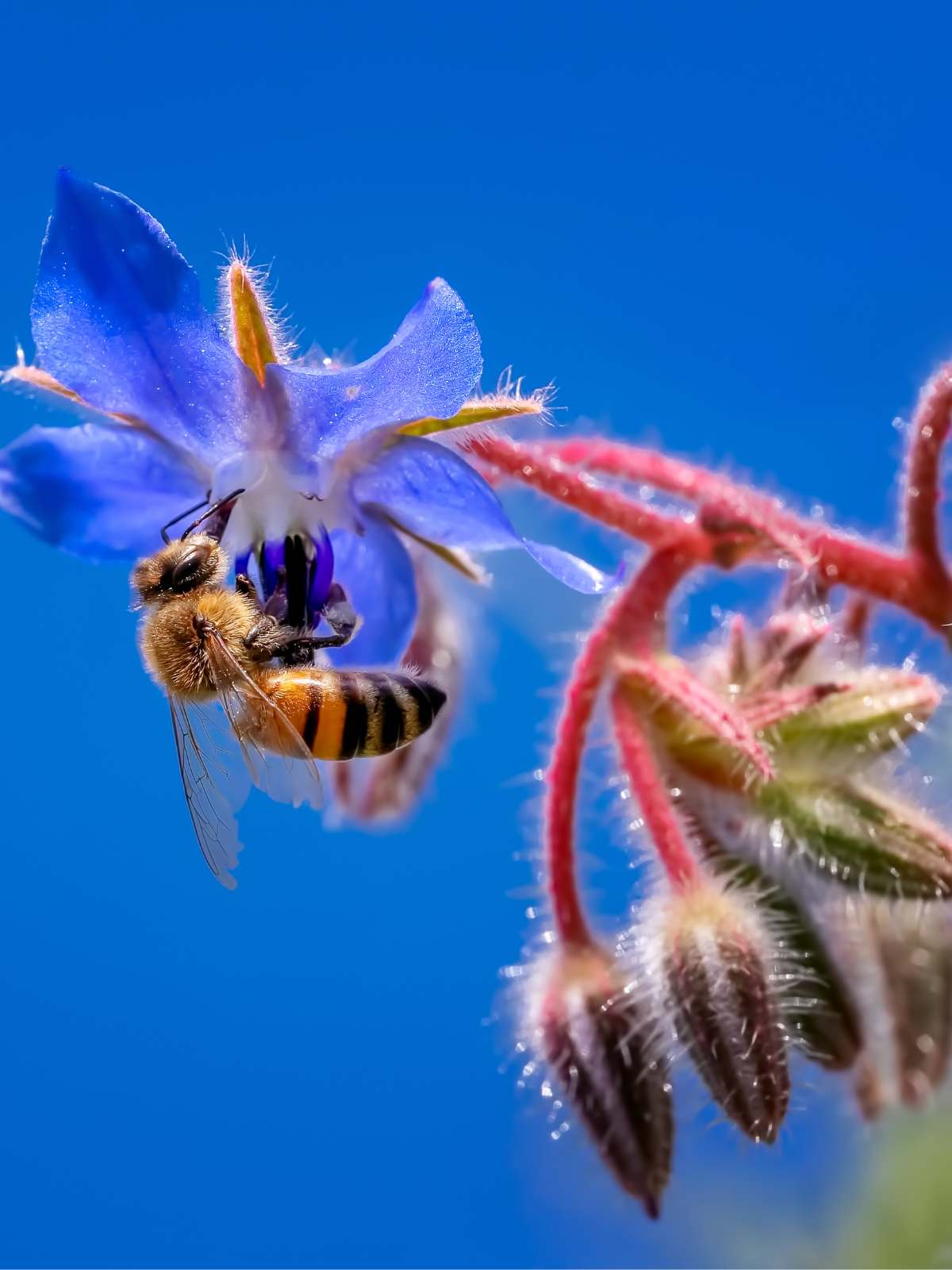 How To Grow and Care for Borage Plant