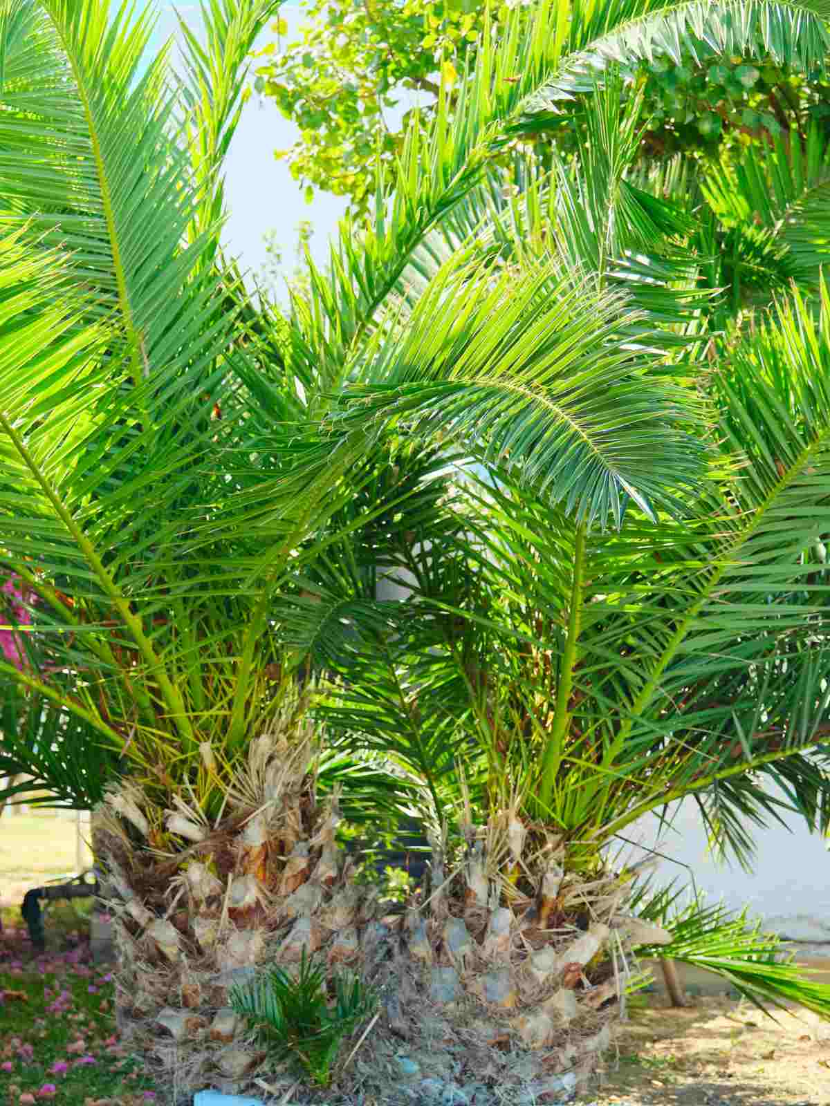 How to Plant a Canary Island Date Palm