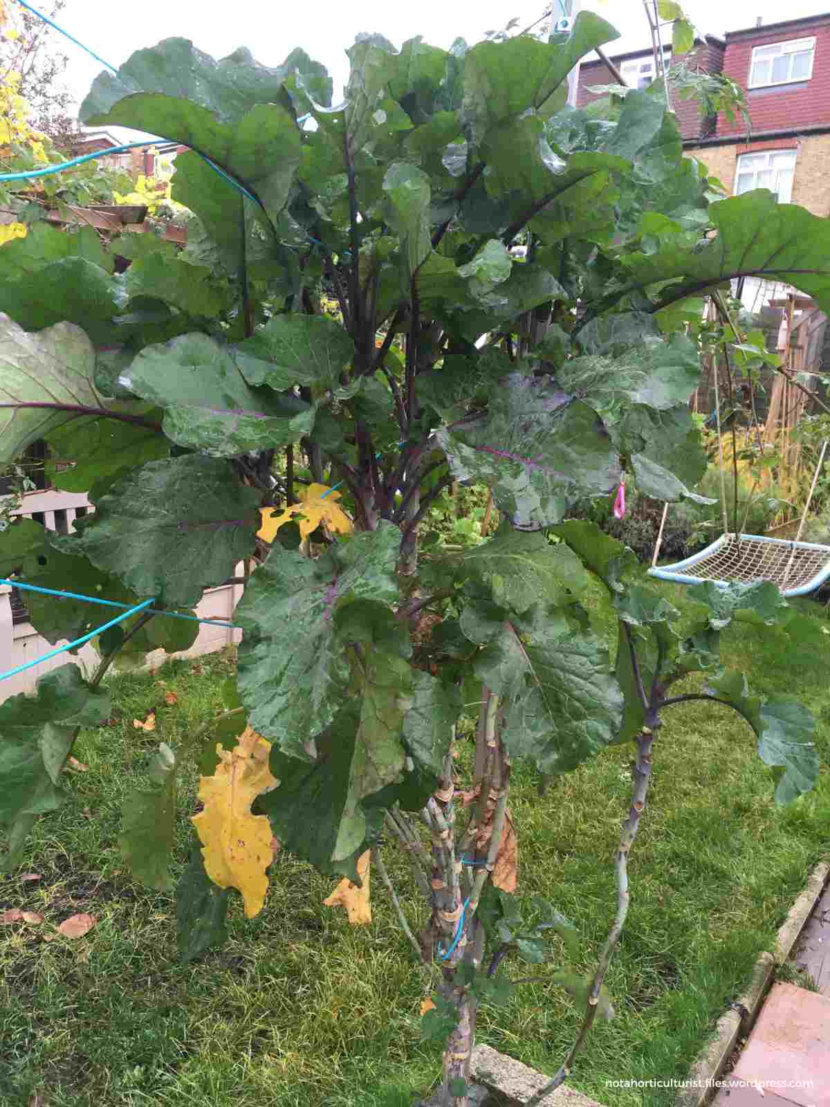 How to Grow And Care For Collard Greens