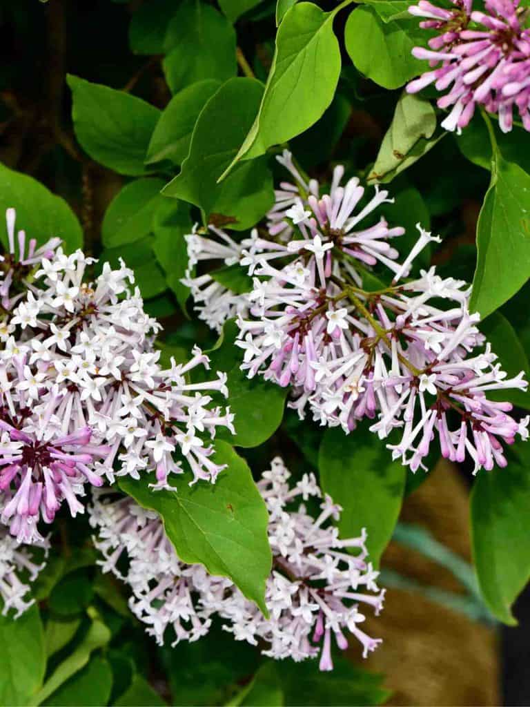 Dwarf Lilac Varieties for a Small Garden