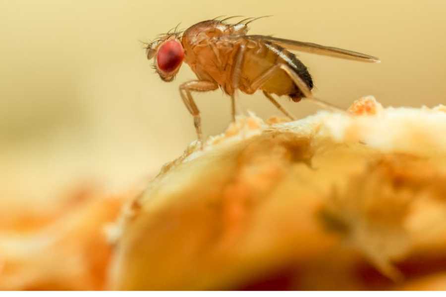 Image with get rid of fruit flies.