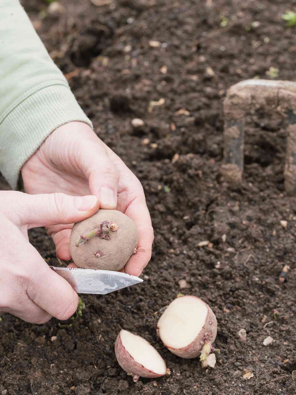 How To Grow Potato Plants