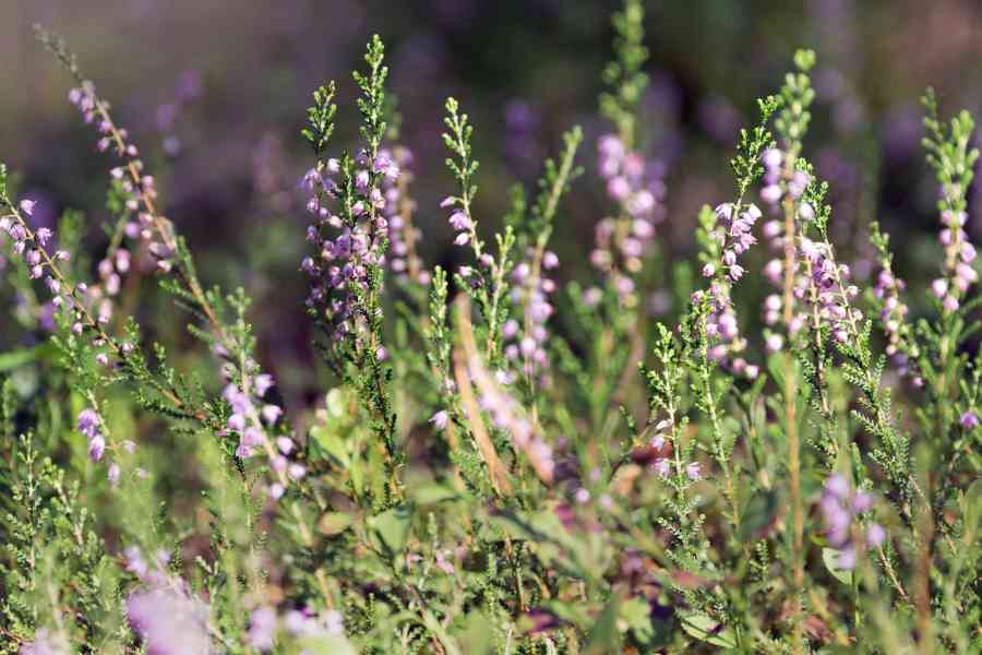How To Grow and Care for Heather