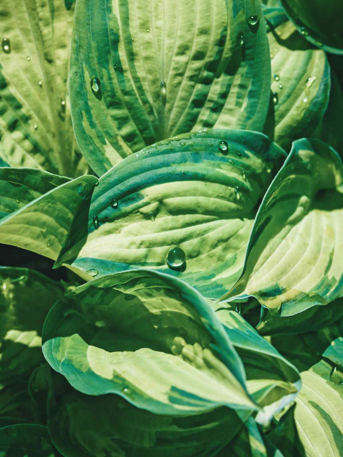 How To Keep Hostas Healthy All Summer Long