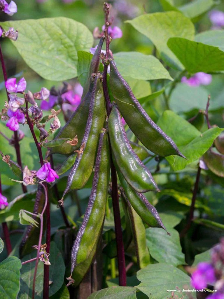 How to Grow and Care for Hyacinth Bean Vines
