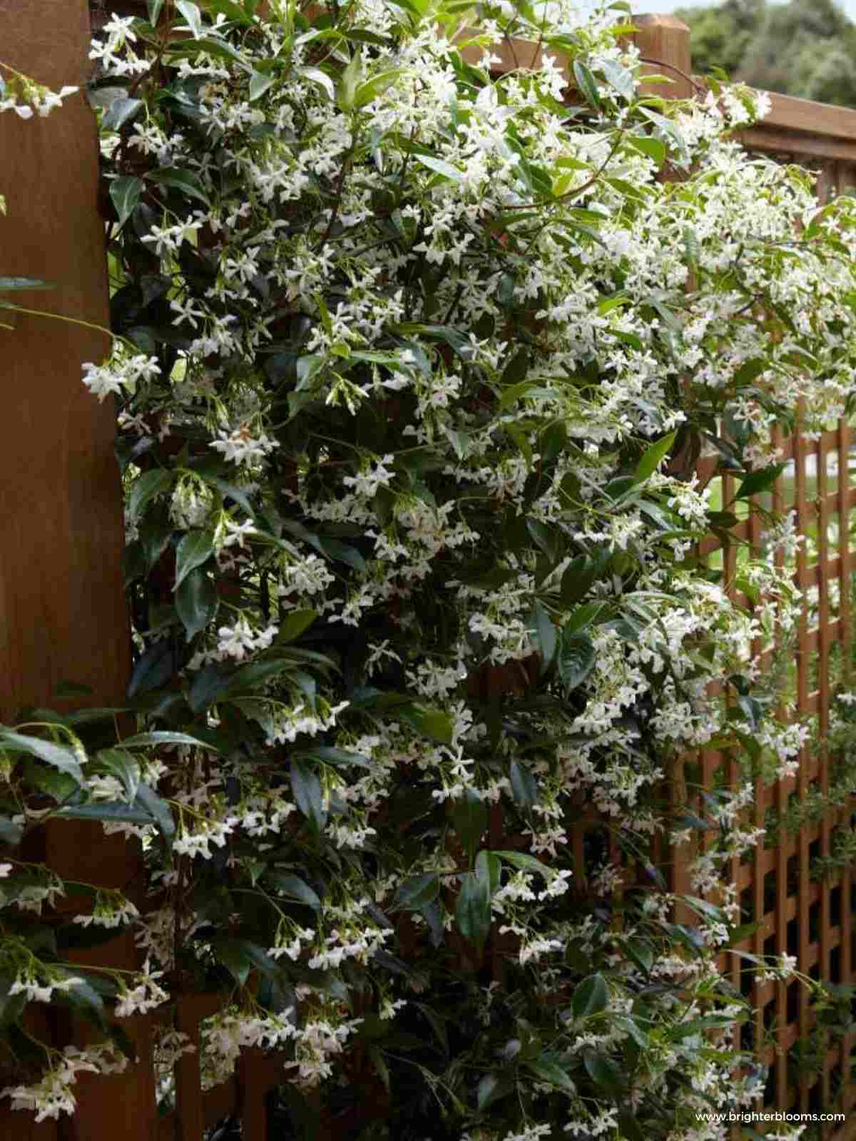 How To Grow and Care for Jasmine Vines