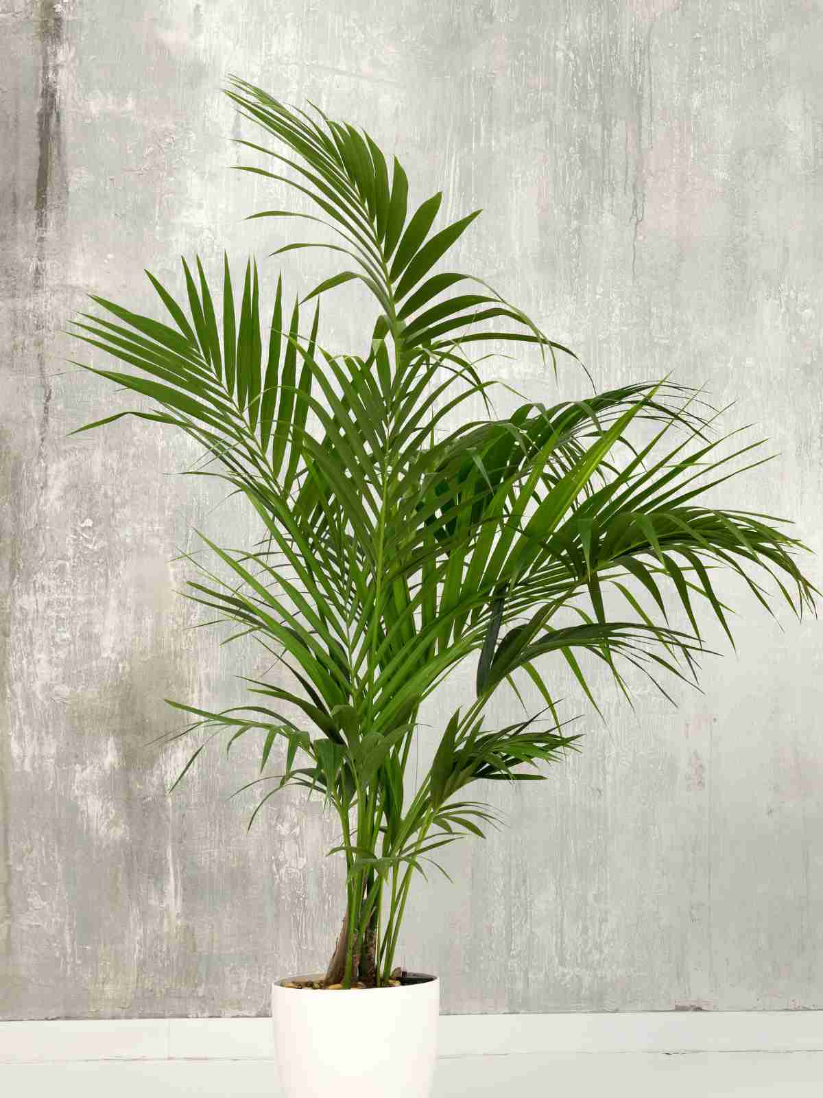 How to Grow and Care for Kentia Palm Tree Indoors