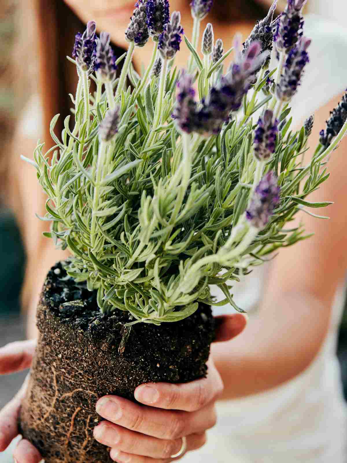 How To Grow Lavender Plants Indoors