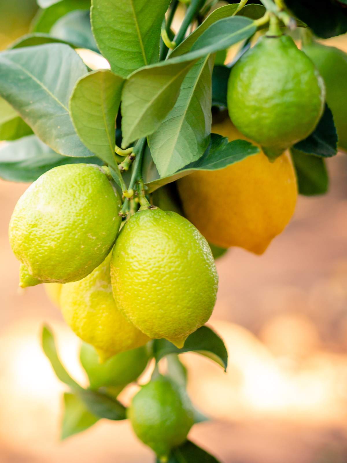 How to Grow Lemon Trees Indoors