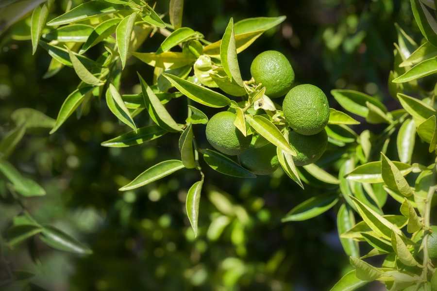 How to Grow and Care for Lime Trees: A Guide